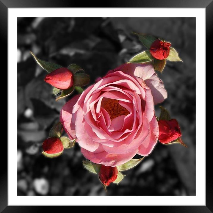 Rose and buds colour Selective blur Framed Mounted Print by Dave Windsor