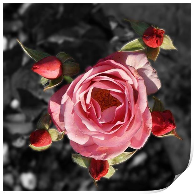 Rose and buds colour Selective blur Print by Dave Windsor