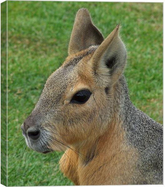 WALLABY Canvas Print by Ray Bacon LRPS CPAGB