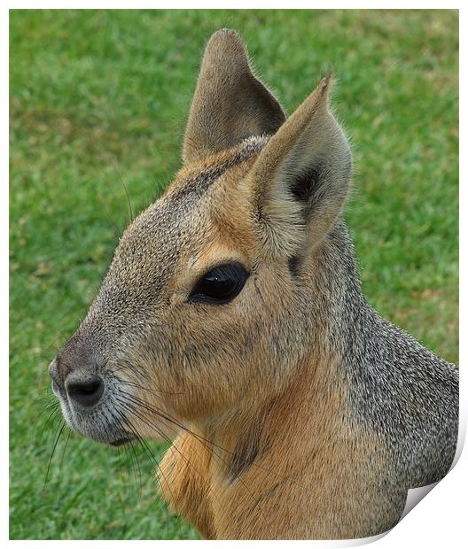 WALLABY Print by Ray Bacon LRPS CPAGB