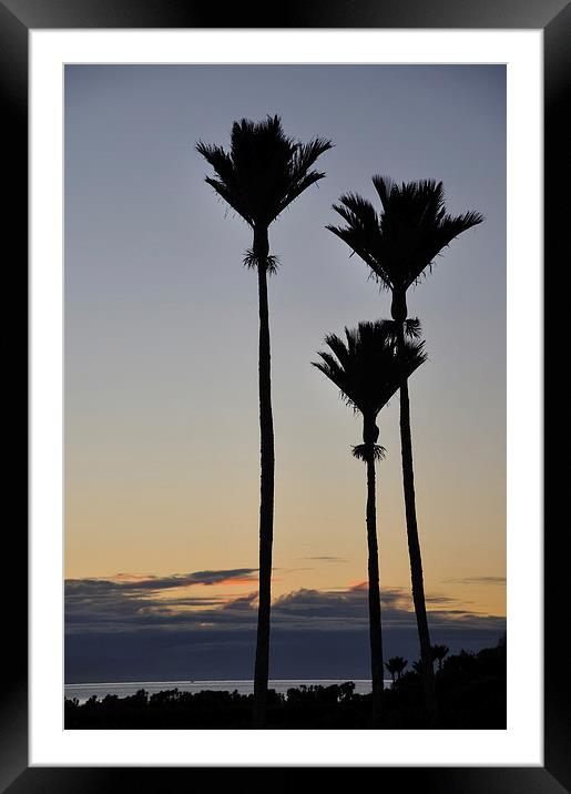 Nikau Palms Framed Mounted Print by Peter Righteous