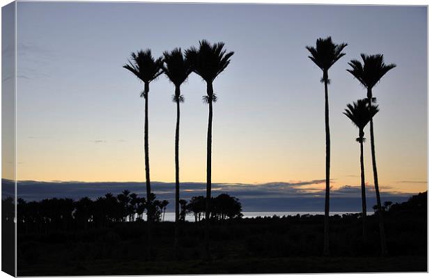 Nikau Palms Canvas Print by Peter Righteous
