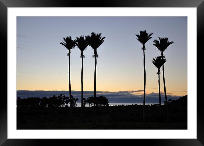 Nikau Palms Framed Mounted Print by Peter Righteous
