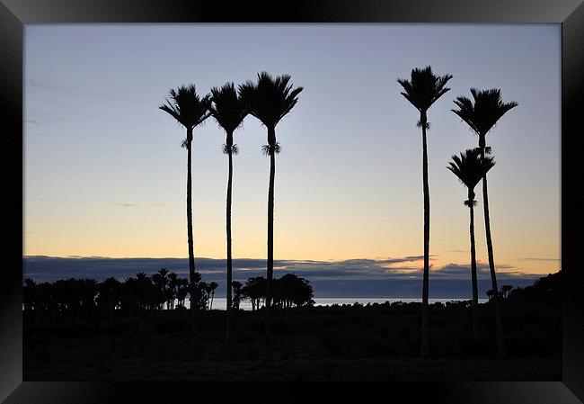 Nikau Palms Framed Print by Peter Righteous