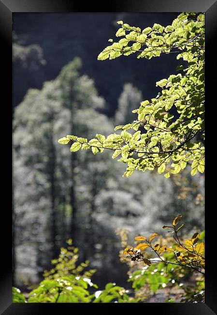 Beech forest Framed Print by Peter Righteous