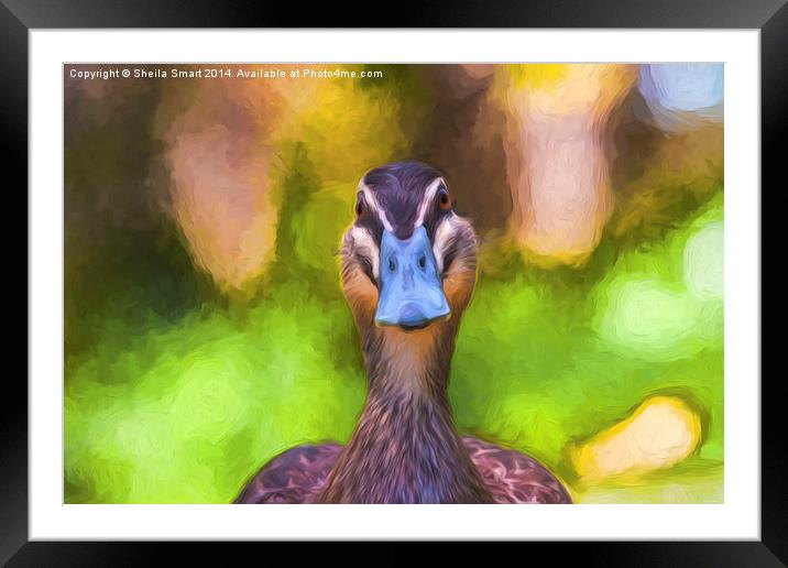  You lookin' at me? Framed Mounted Print by Sheila Smart
