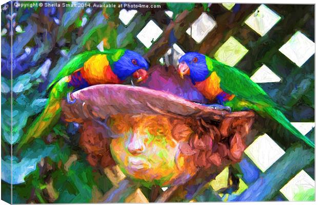  Rainbow lorikeets sitting on my lady pot Canvas Print by Sheila Smart