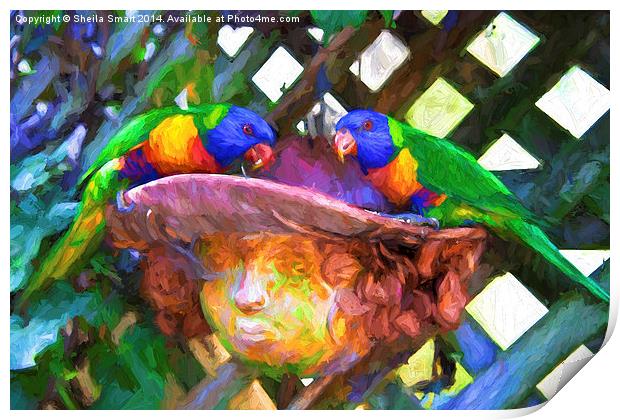  Rainbow lorikeets sitting on my lady pot Print by Sheila Smart