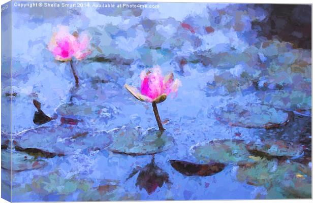  Pink water lilies Canvas Print by Sheila Smart