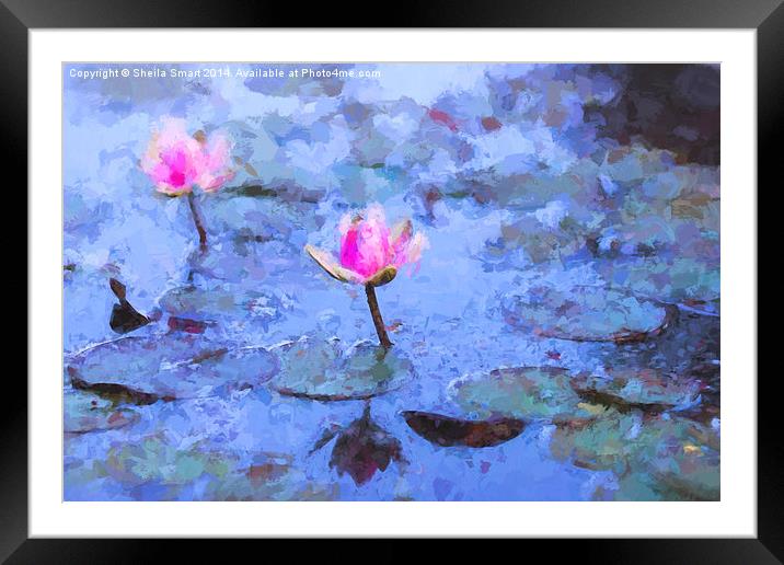  Pink water lilies Framed Mounted Print by Sheila Smart