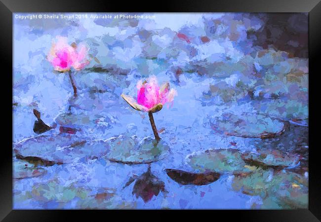  Pink water lilies Framed Print by Sheila Smart