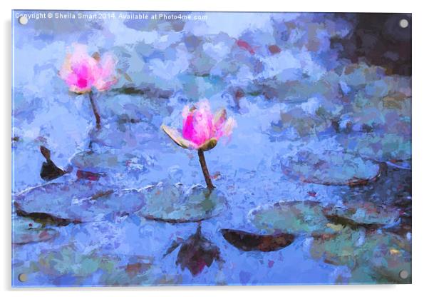  Pink water lilies Acrylic by Sheila Smart