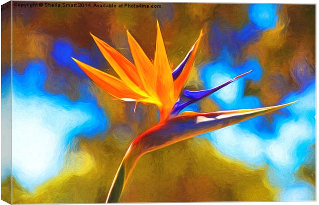  Strelitzia also known as bird of paradise Canvas Print by Sheila Smart