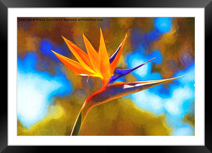  Strelitzia also known as bird of paradise Framed Mounted Print by Sheila Smart