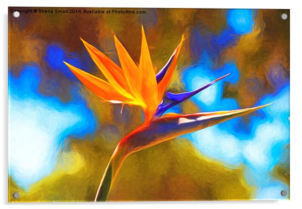  Strelitzia also known as bird of paradise Acrylic by Sheila Smart