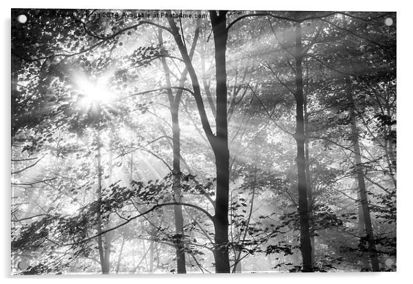  Sunbeams in the woods Acrylic by Andrew Kearton