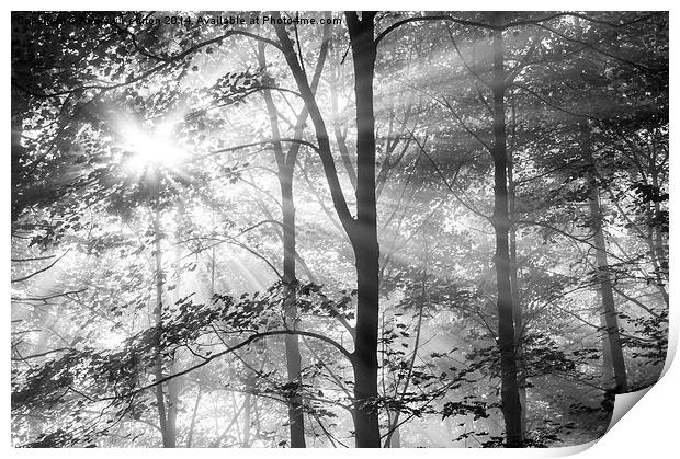  Sunbeams in the woods Print by Andrew Kearton