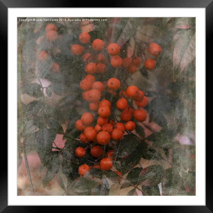  Red Berries Framed Mounted Print by Judy Hall-Folde