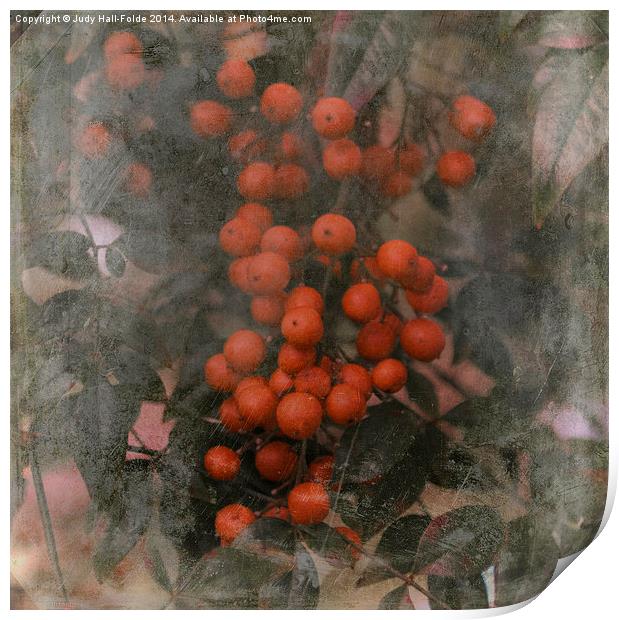  Red Berries Print by Judy Hall-Folde