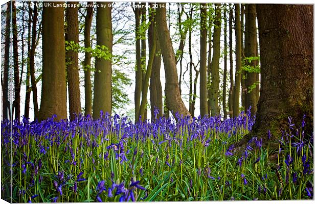 Bluebell Woods Canvas Print by Graham Custance
