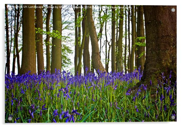 Bluebell Woods Acrylic by Graham Custance