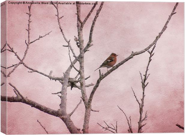  Chaffinch and Pink Sky. Canvas Print by Annabelle Ward