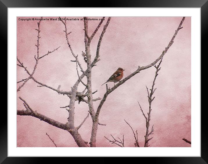  Chaffinch and Pink Sky. Framed Mounted Print by Annabelle Ward