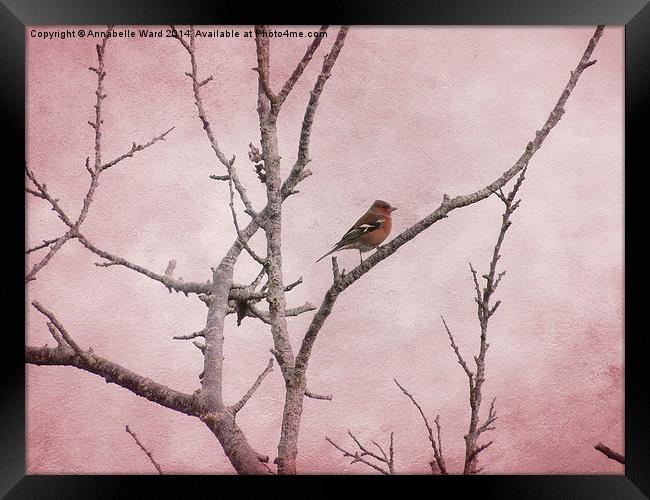  Chaffinch and Pink Sky. Framed Print by Annabelle Ward