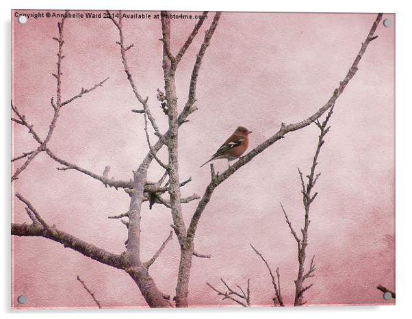  Chaffinch and Pink Sky. Acrylic by Annabelle Ward