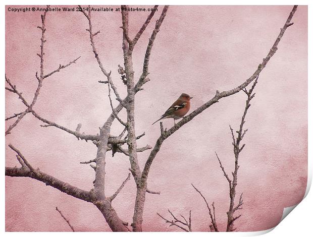  Chaffinch and Pink Sky. Print by Annabelle Ward