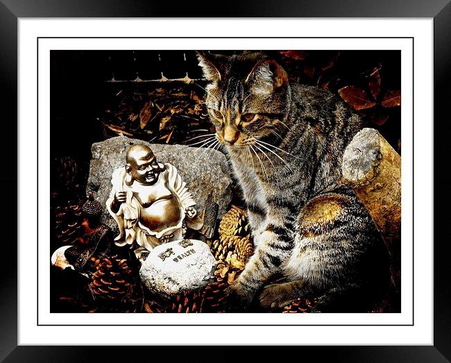  Cat and  Buddha relaxing  Framed Print by sylvia scotting