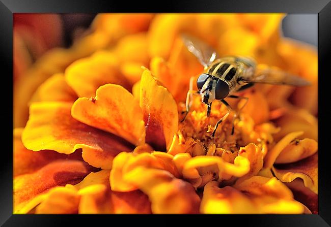  Hoverfly On Marigold Flower Framed Print by Gary Kenyon