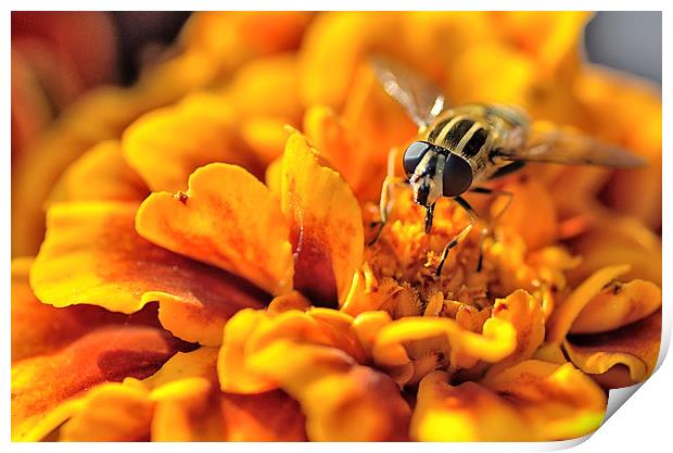  Hoverfly On Marigold Flower Print by Gary Kenyon