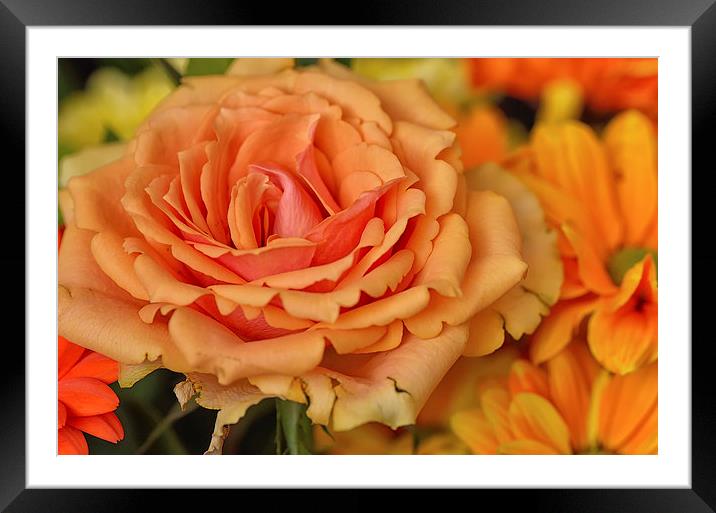  Orange Rose Macro Framed Mounted Print by Gary Kenyon