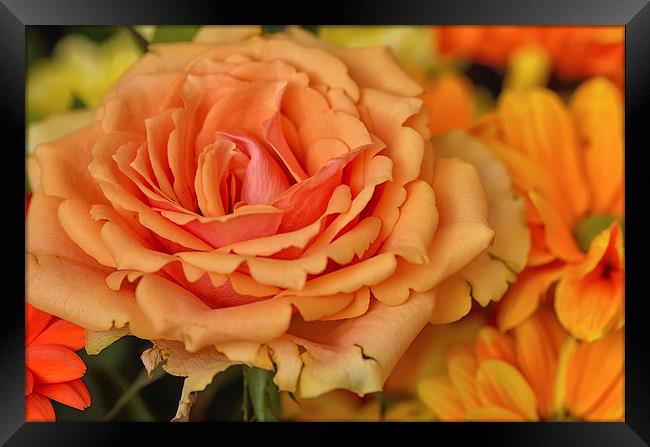  Orange Rose Macro Framed Print by Gary Kenyon