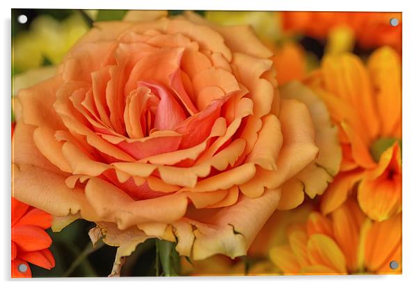  Orange Rose Macro Acrylic by Gary Kenyon