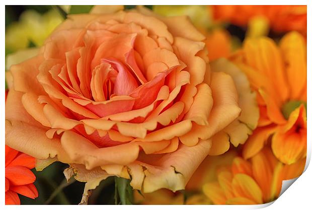  Orange Rose Macro Print by Gary Kenyon