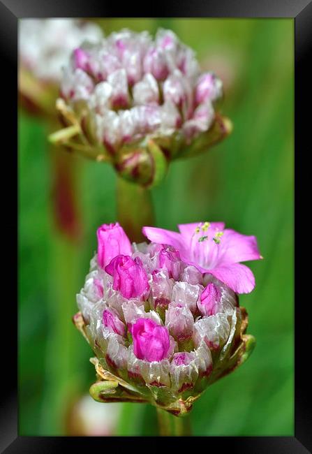  Pink Flowers Macro Framed Print by Gary Kenyon