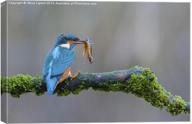  The common kingfisher (Alcedo atthis) Canvas Print by Steve Liptrot
