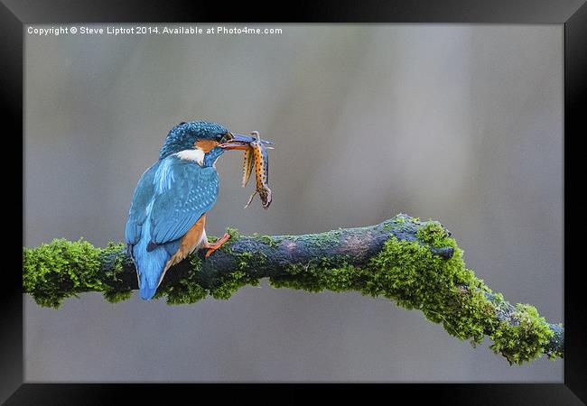  The common kingfisher (Alcedo atthis) Framed Print by Steve Liptrot