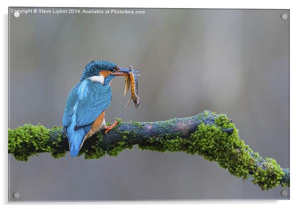  The common kingfisher (Alcedo atthis) Acrylic by Steve Liptrot