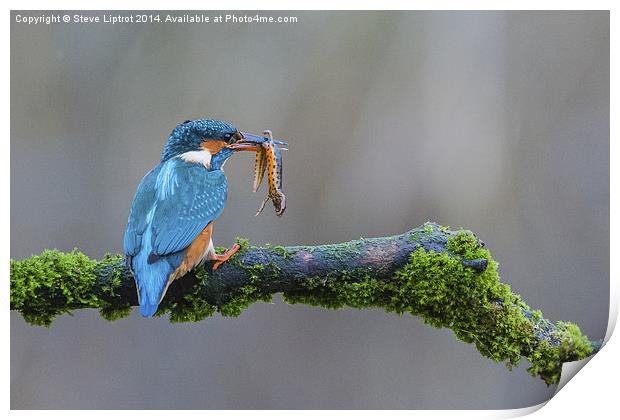  The common kingfisher (Alcedo atthis) Print by Steve Liptrot