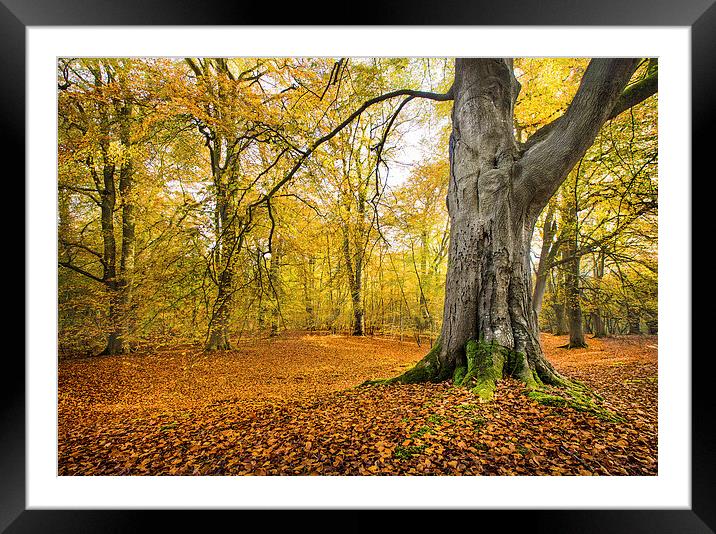 Autumn colours Framed Mounted Print by Philip Male