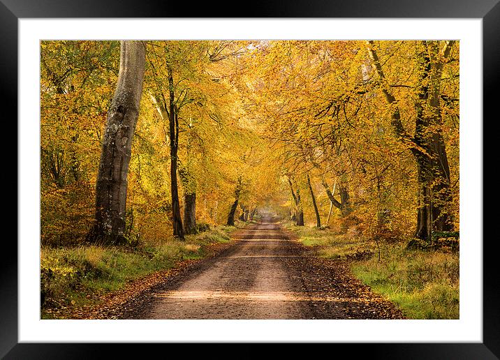  Autumn Walk  Framed Mounted Print by Philip Male