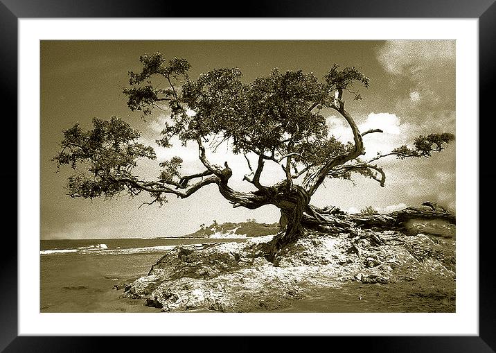  Tree on Beach at Treasure Beach, Jamaica Framed Mounted Print by james balzano, jr.