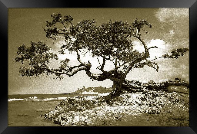  Tree on Beach at Treasure Beach, Jamaica Framed Print by james balzano, jr.