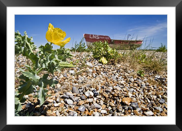 Beached boat and sea poppy Framed Mounted Print by Stephen Mole
