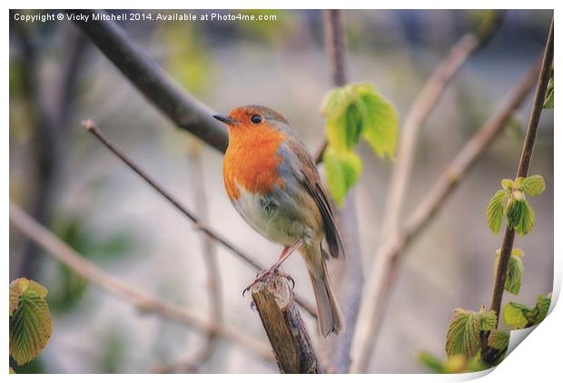  A bird in the Bush Print by Vicky Mitchell