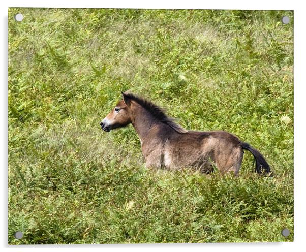 Exmoor pony on the run Acrylic by Mike Gorton