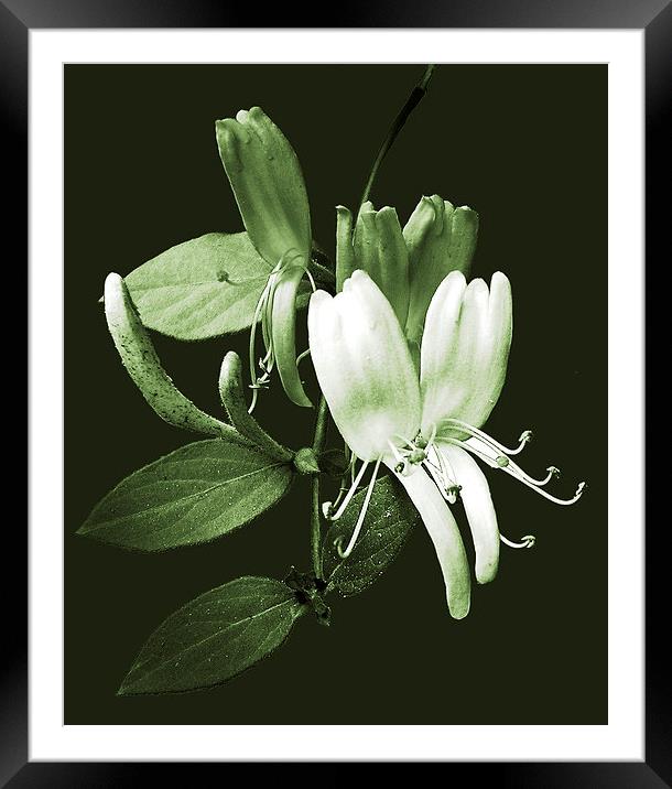 Honeysuckle Duo Tone Framed Mounted Print by james balzano, jr.